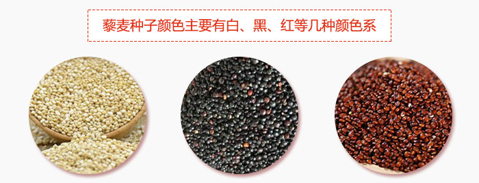 藜麥種子顏色主要有白、黑、紅等幾種顏色系，營養(yǎng)成分相差不大，其中白色口感好，黑、紅色口感相對差些，籽粒也較小。