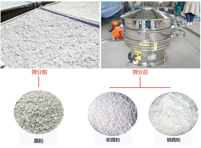 蓮藕淀粉曬干，采用304不銹鋼材質(zhì)藕粉振動篩篩分后前后對比效果圖展示。