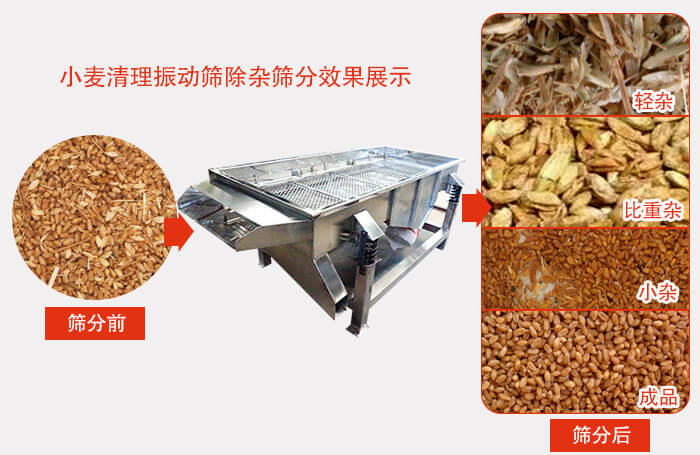 小麥清理振動(dòng)篩小麥篩分效果展示圖可同時(shí)篩分出輕雜，比重雜，小雜，成品等四個(gè)等級(jí)。